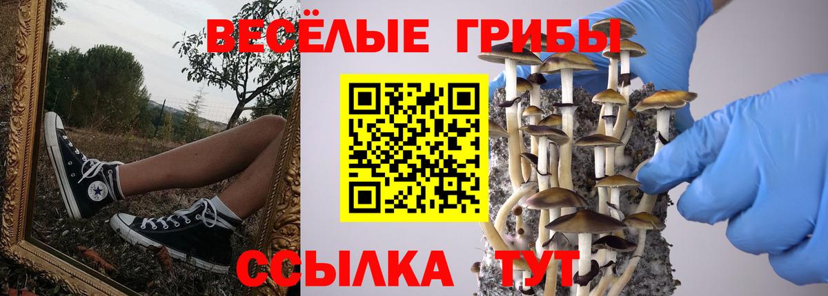 Псилоцибиновые грибы Psilocybe Елизово